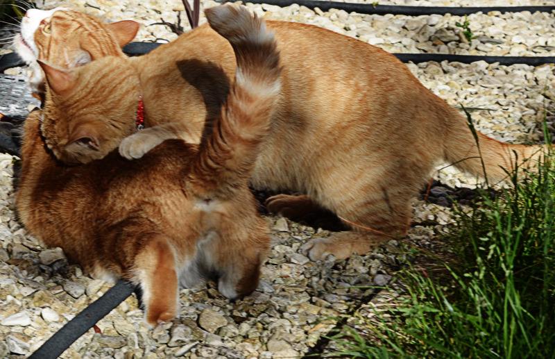 Cat dg8