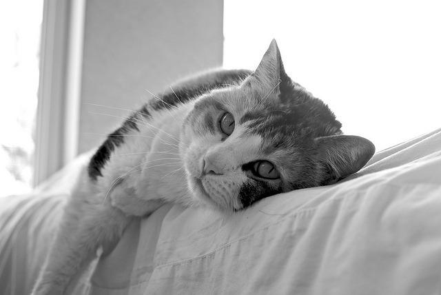Cat dg9