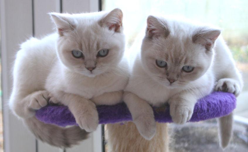 Cat dga