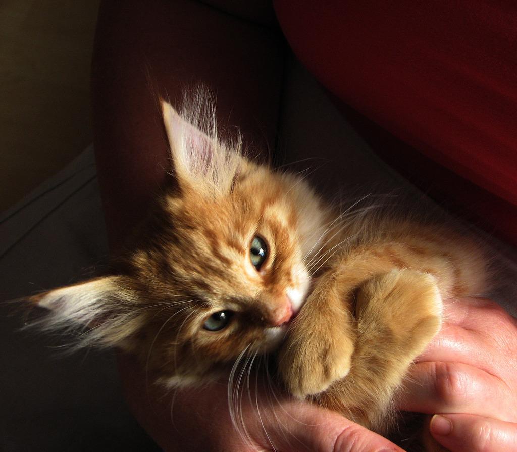 Cat dgf