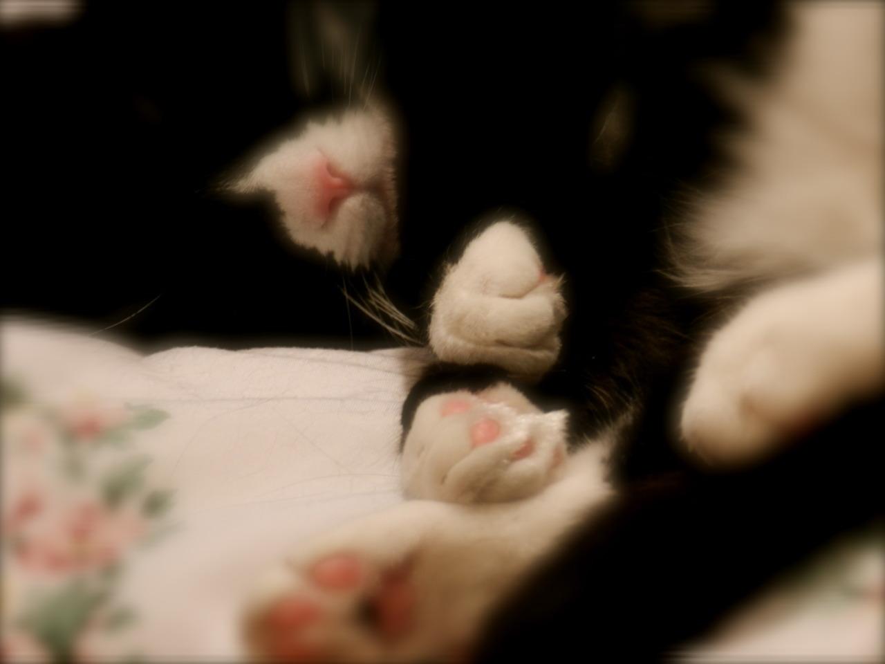 Cat dgg