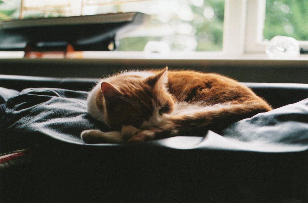 Cat dgk