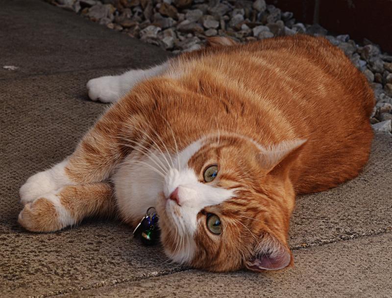 Cat dgn