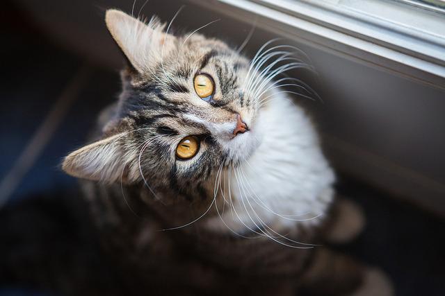 Cat dgq