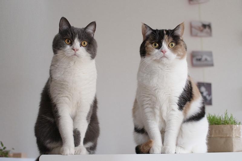 Cat dgt
