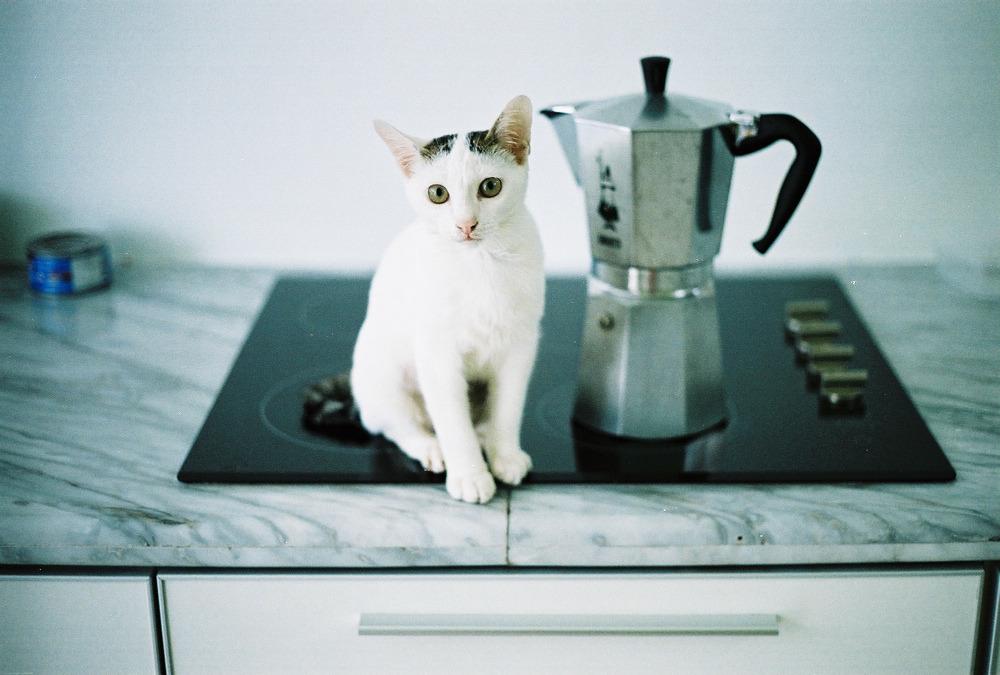 Cat dh7