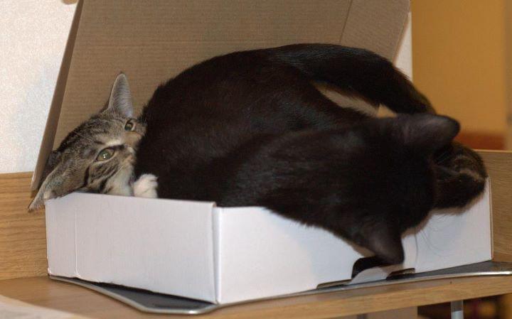 Cat dhh