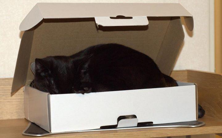 Cat dhi