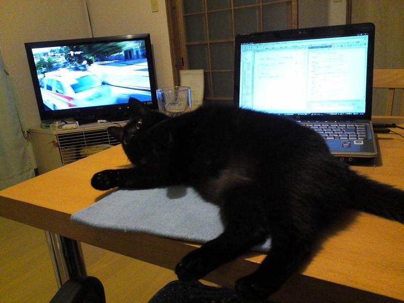 Cat dhl