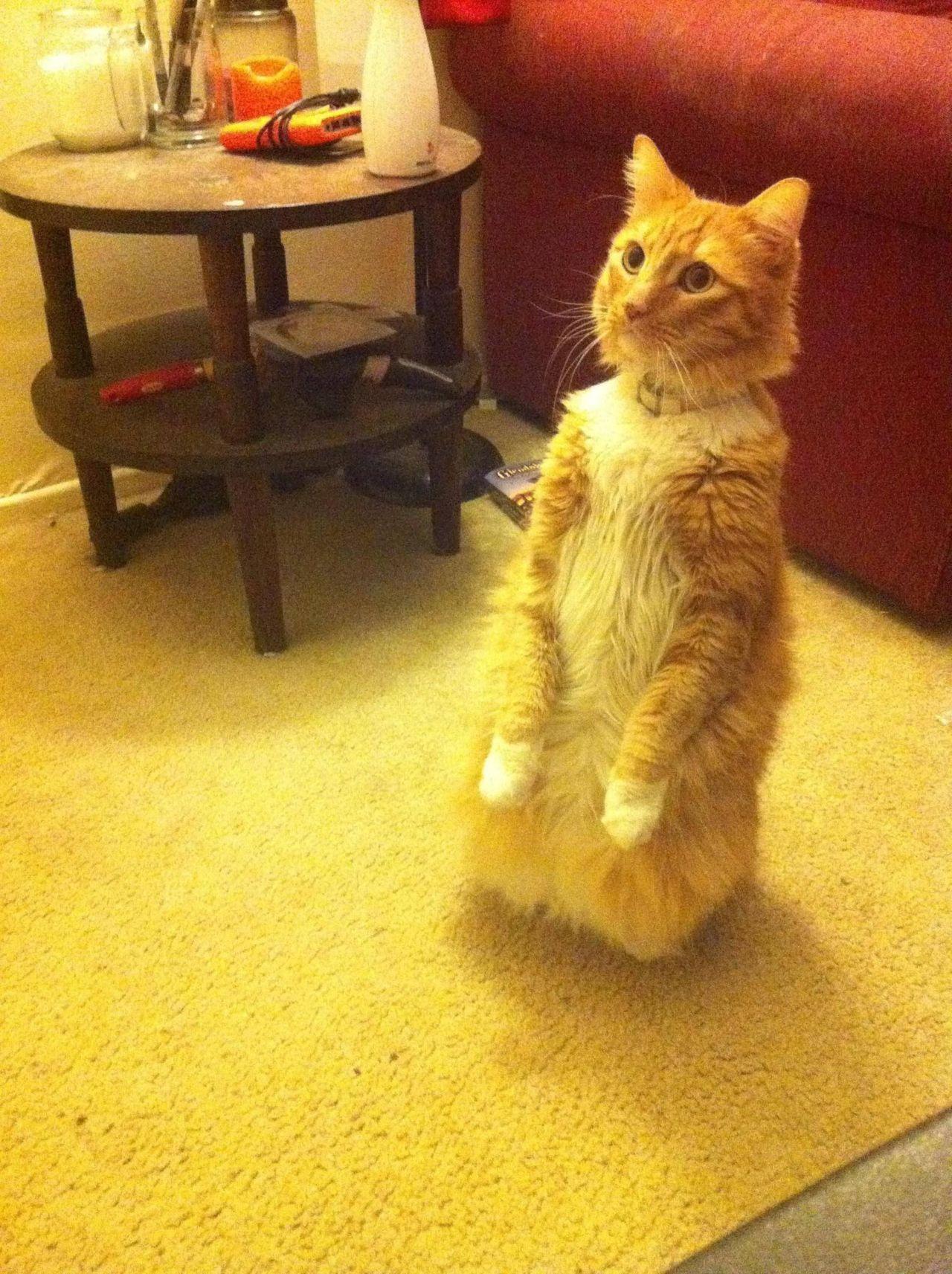 Cat dho