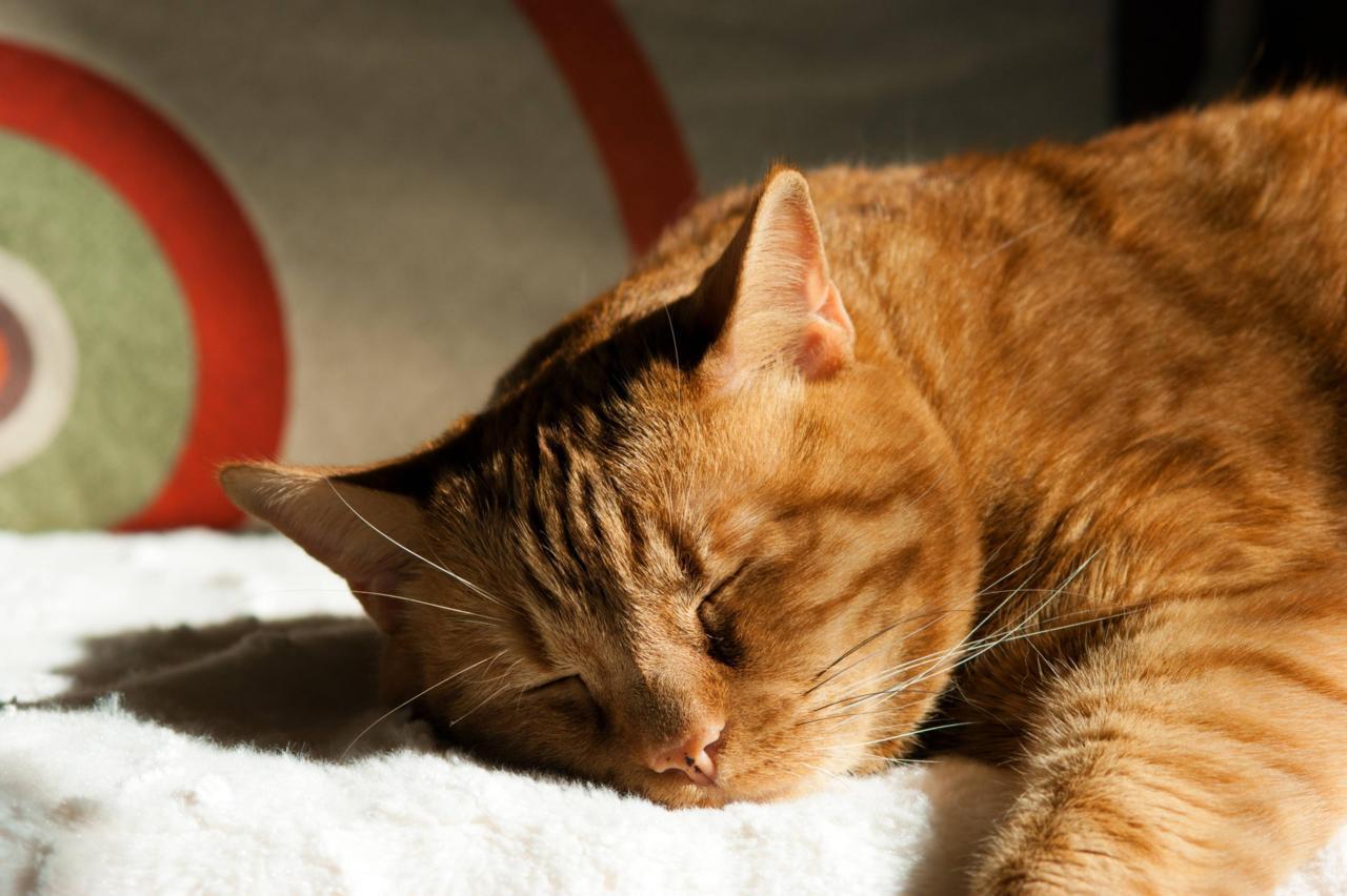 Cat dhp