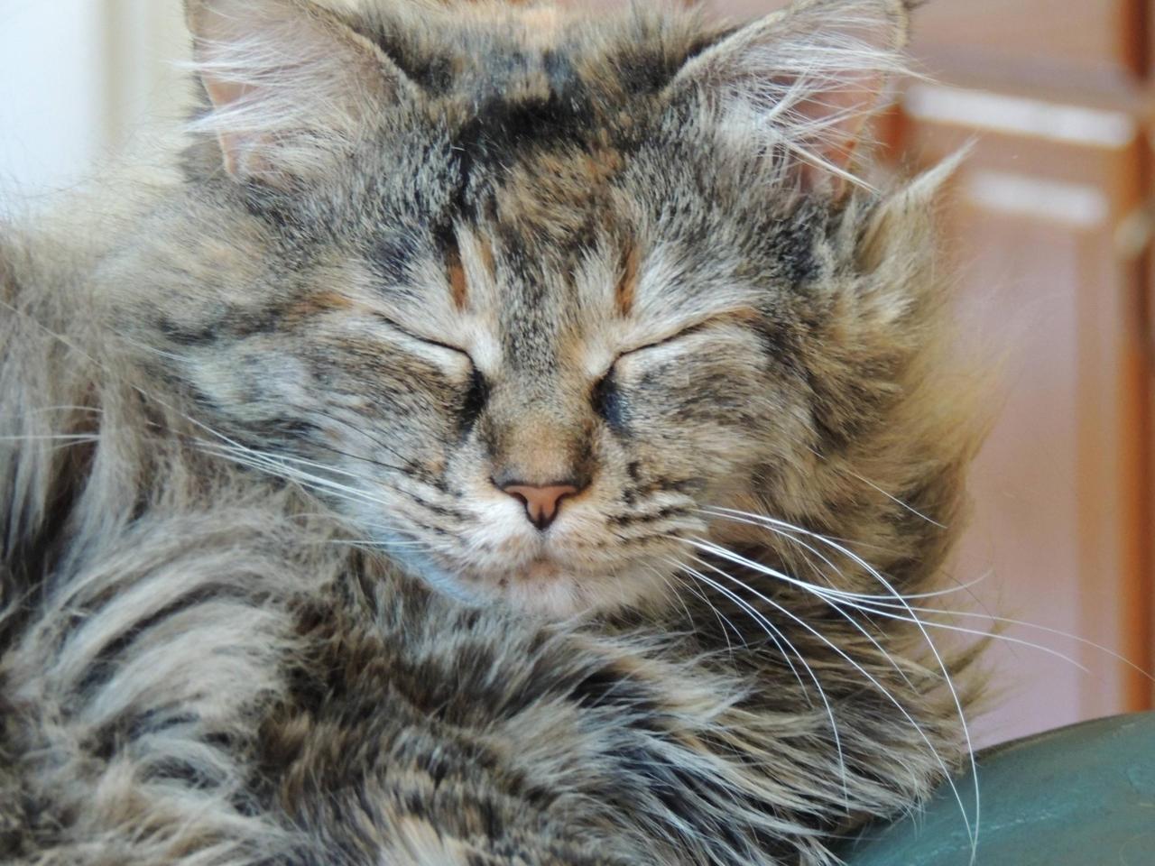 Cat dhs