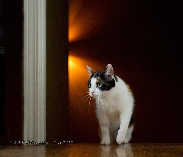 Cat di1