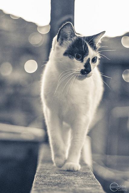 Cat di3