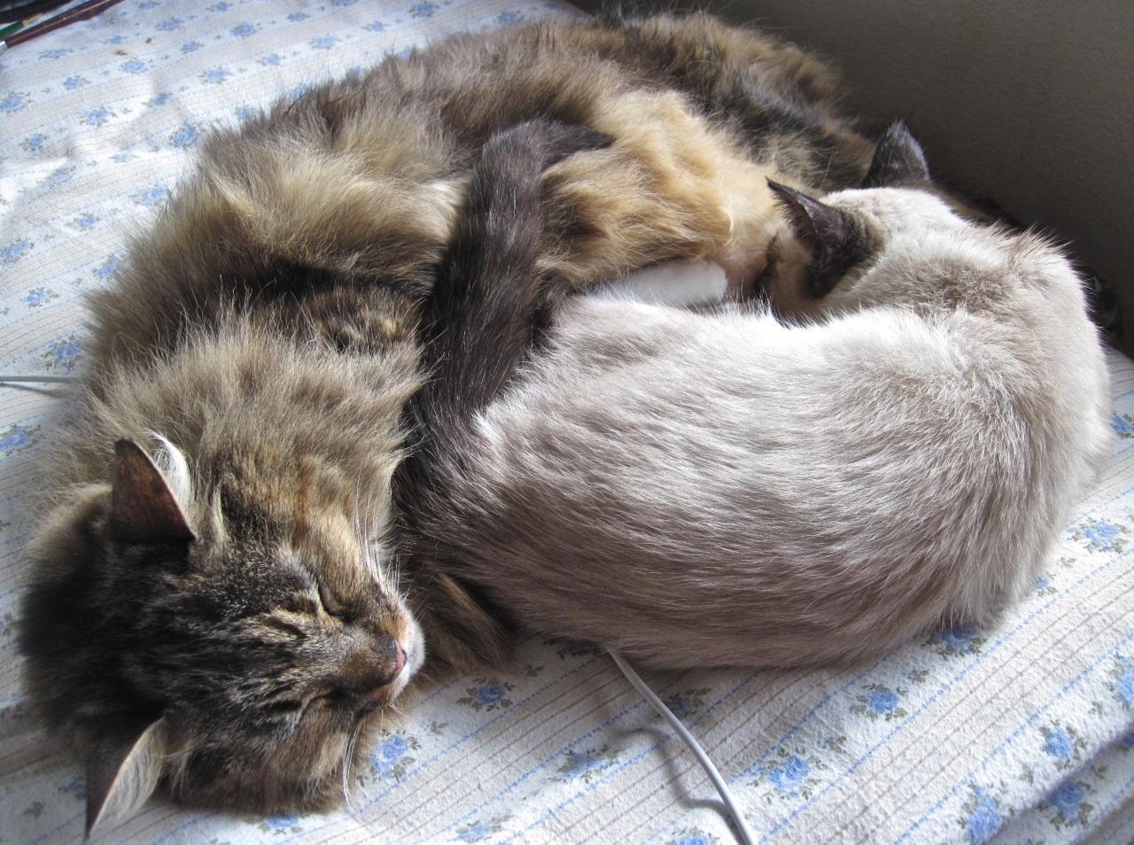 Cat di4