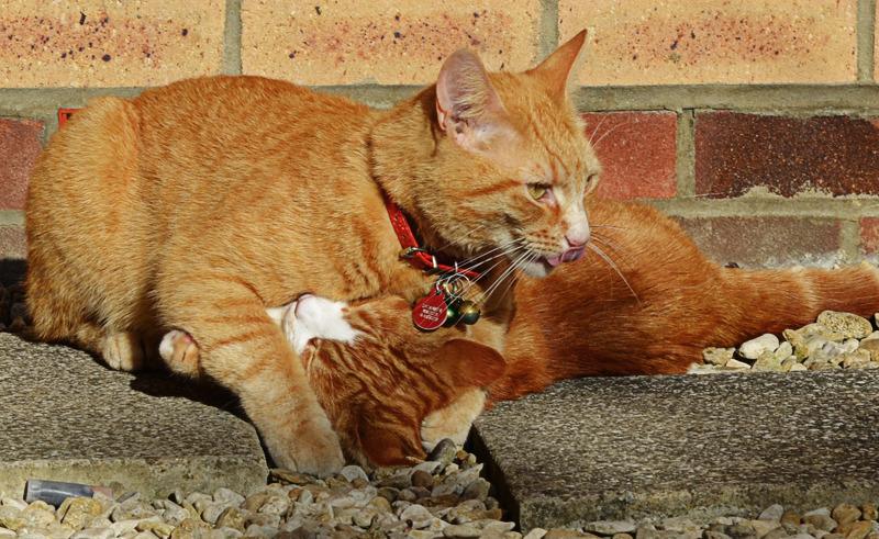 Cat dib