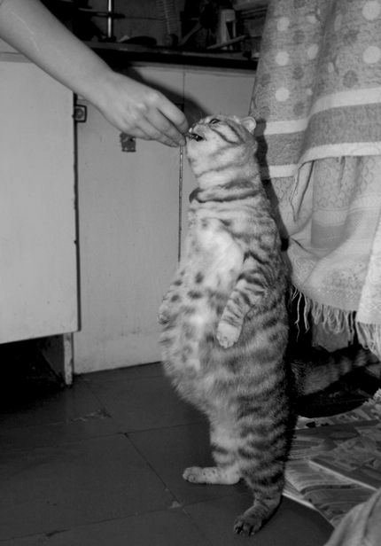 Cat dii