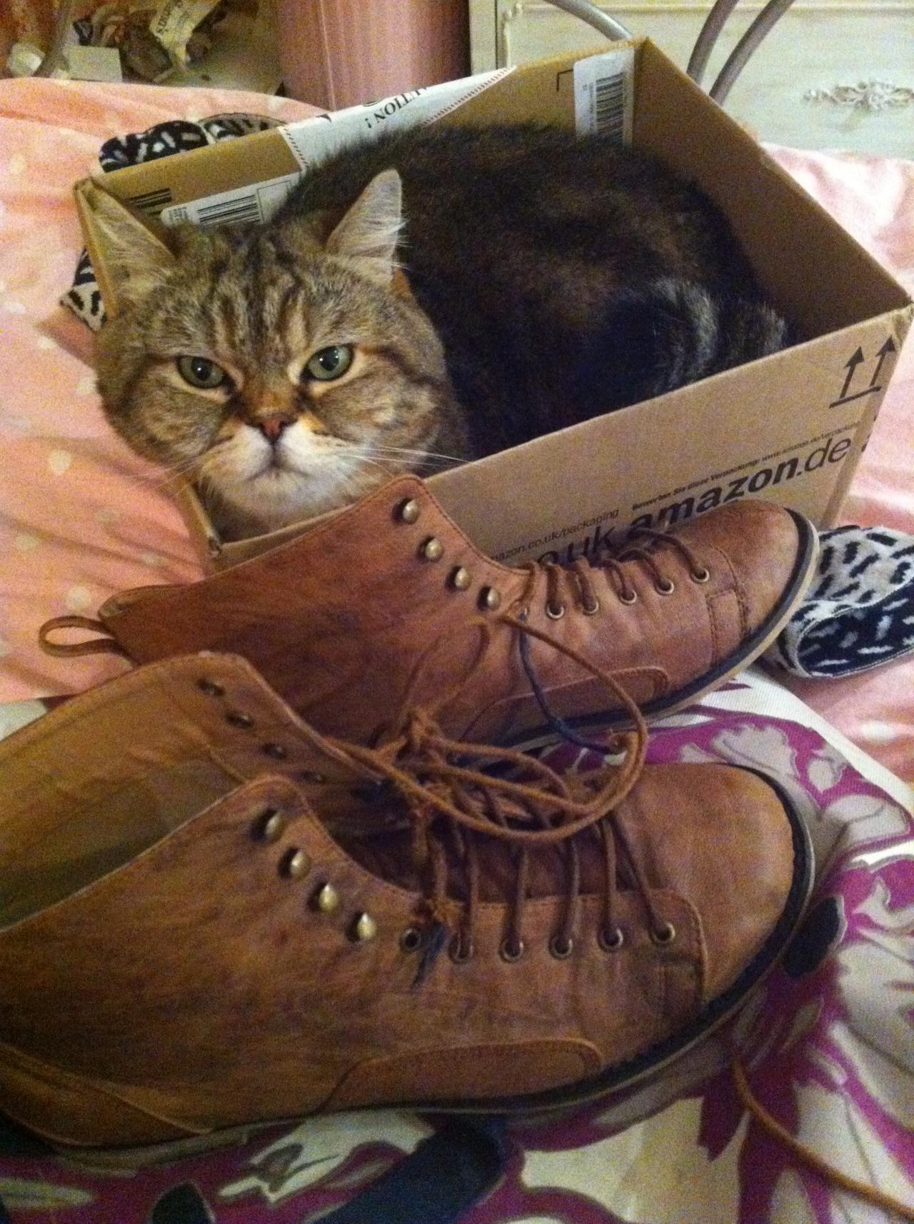 Cat dj