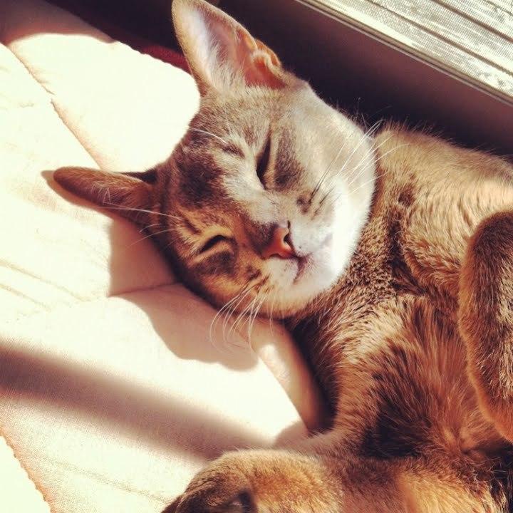 Cat dj5