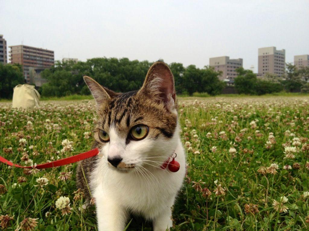 Cat dj6