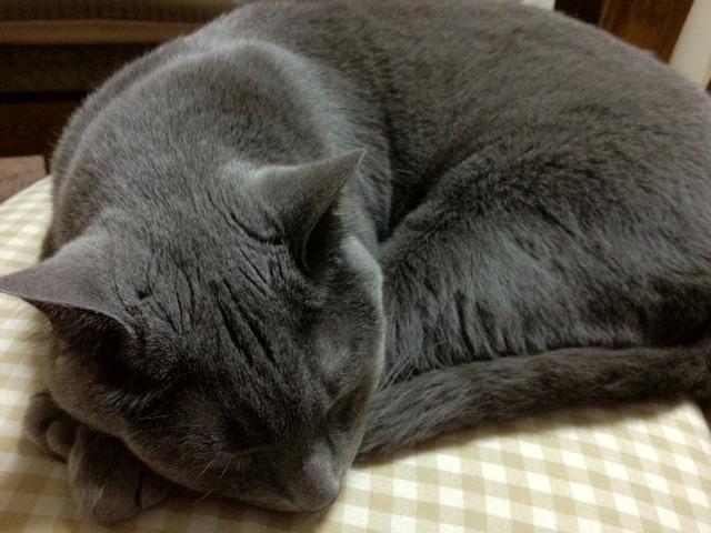 Cat dj7