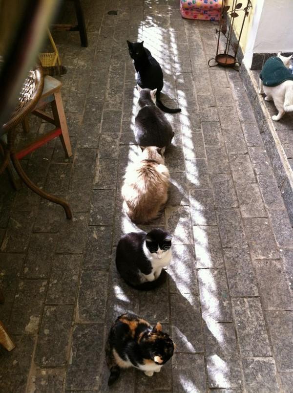 Cat dj9