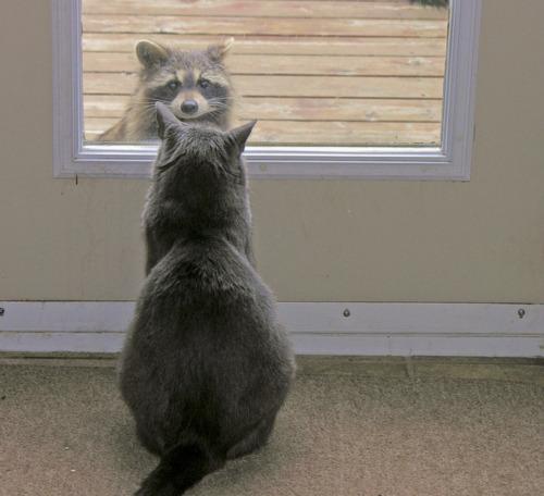 Cat dja