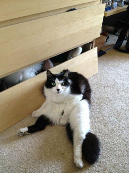 Cat djf