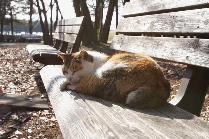 Cat djm
