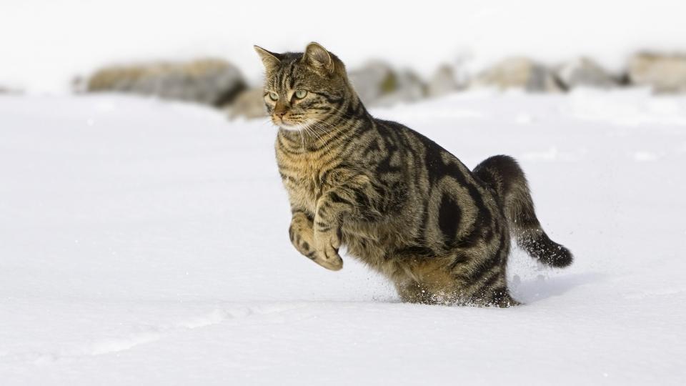 Cat dk1