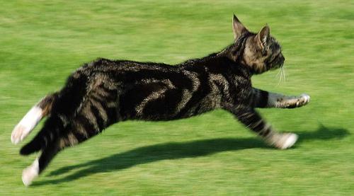 Cat dk7