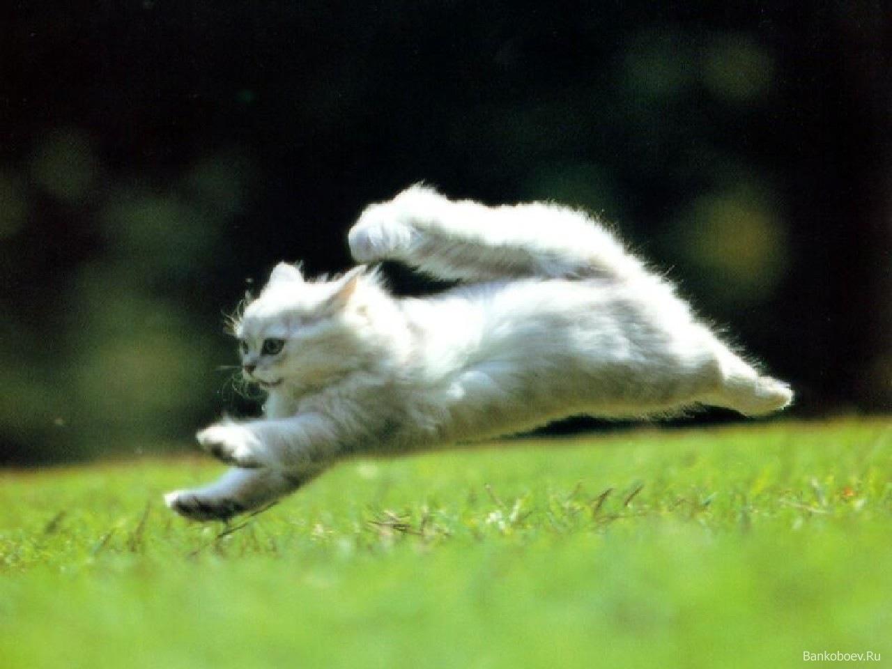 Cat dk9