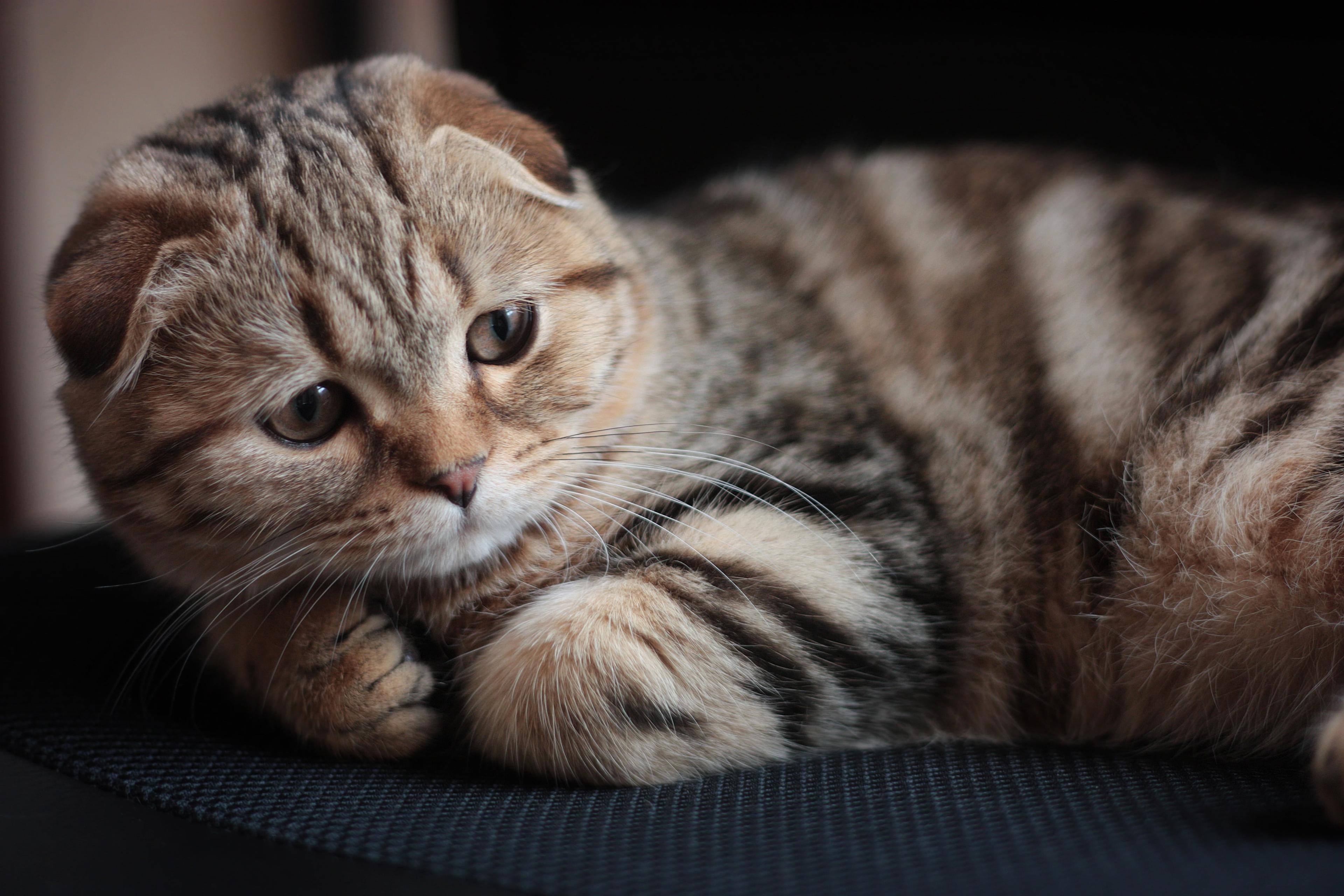 Cat dkN5wGUxC