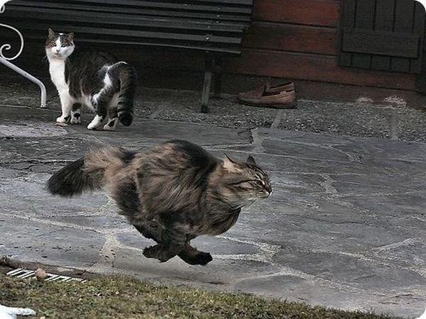 Cat dka