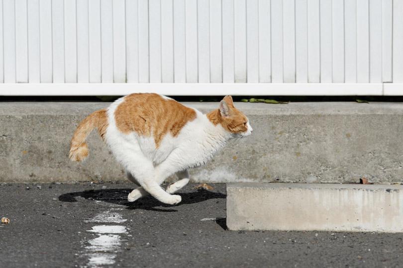 Cat dkc