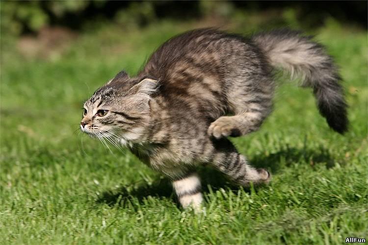 Cat dkf