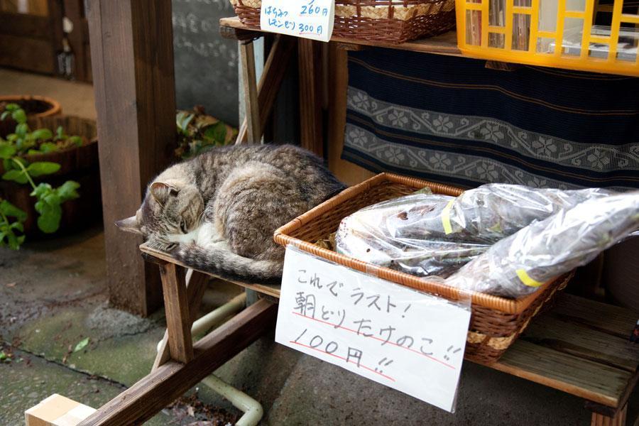 Cat dkh