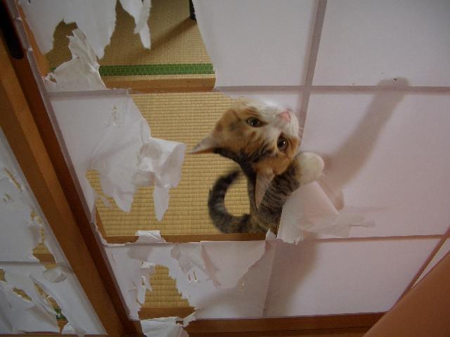 Cat dkm