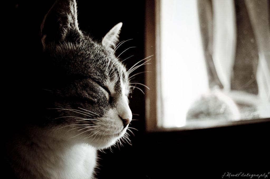 Cat dl2