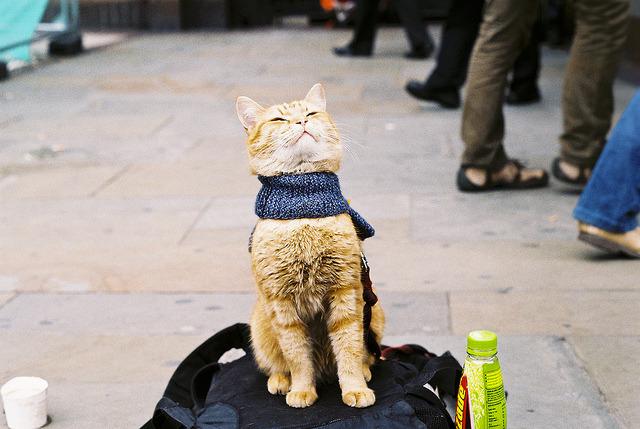 Cat dla