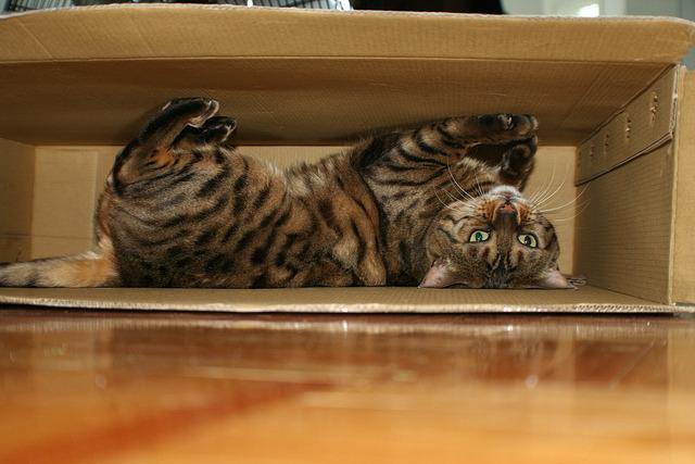Cat dlb