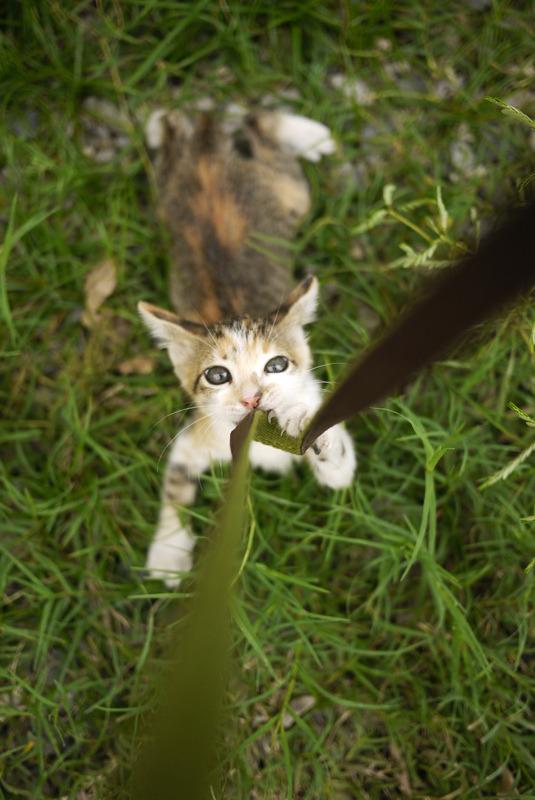 Cat dlc