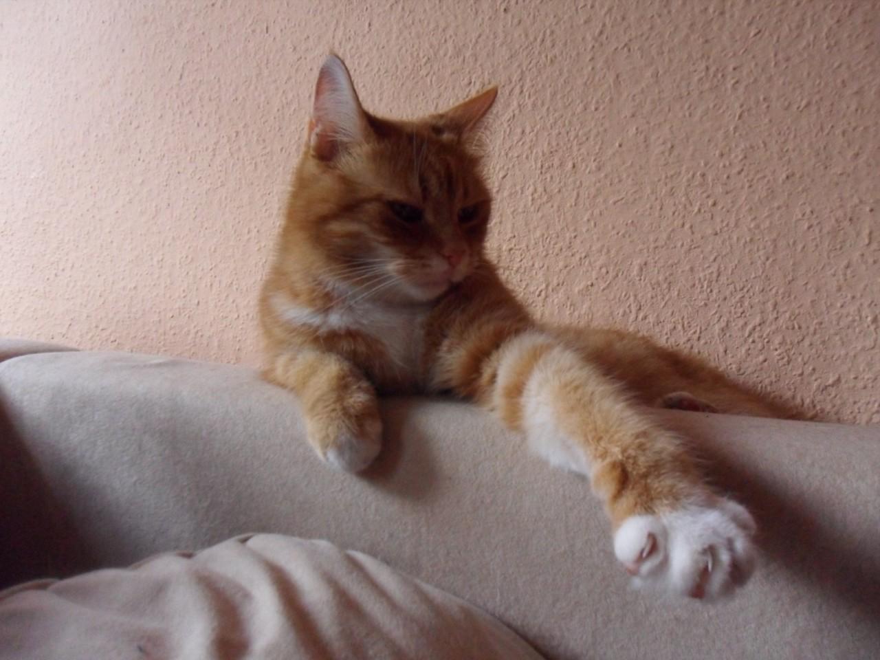 Cat dlg