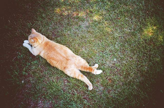 Cat dlh