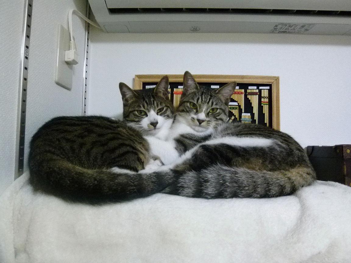 Cat dli