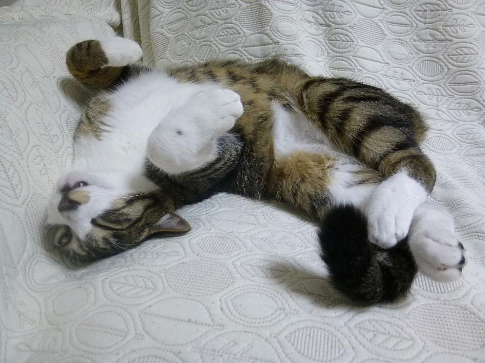 Cat dlk