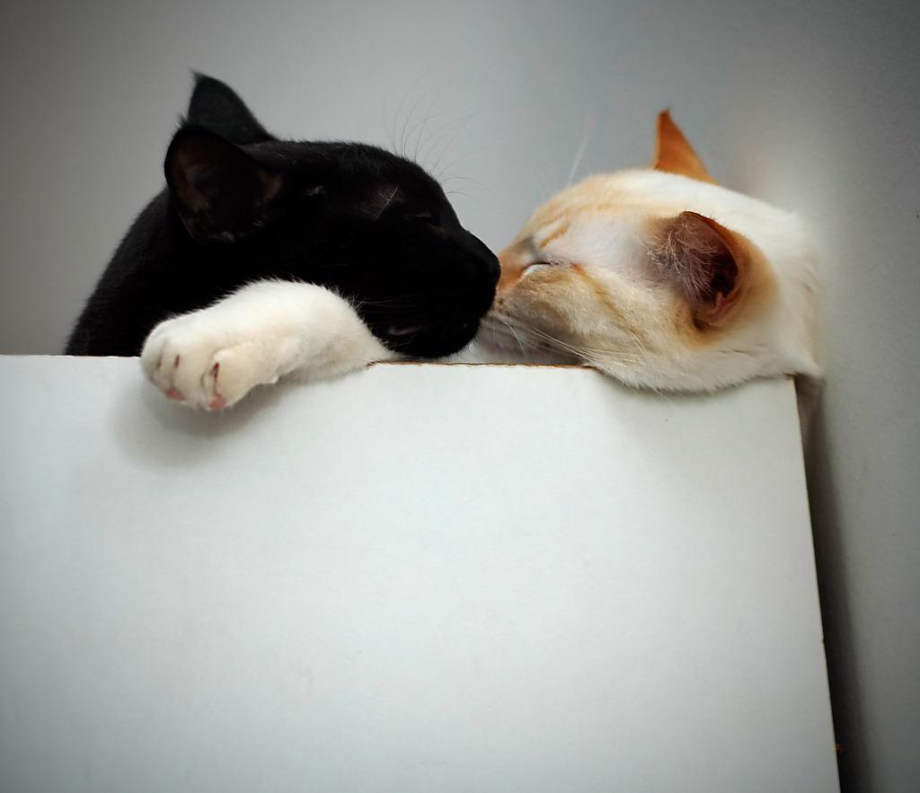 Cat dlm