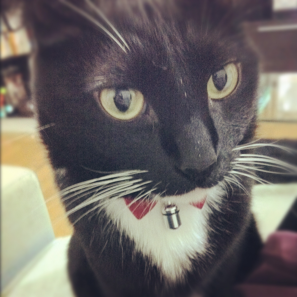 Cat dlq