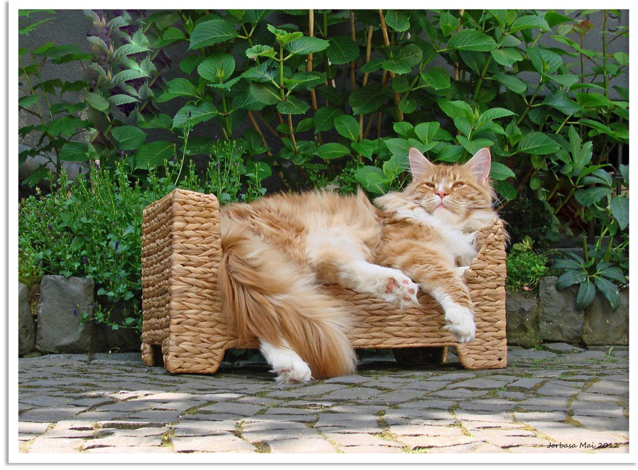 Cat dlt