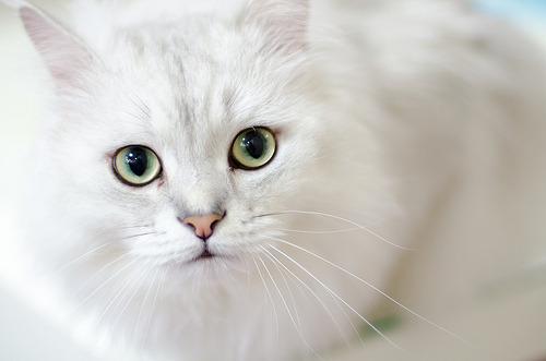 Cat dlv